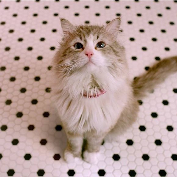 Meet your Posher, Rose - Picture 1 of 1